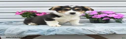 Welsh Corgi Pembroke dogs for sale: Jasper - Ad 3