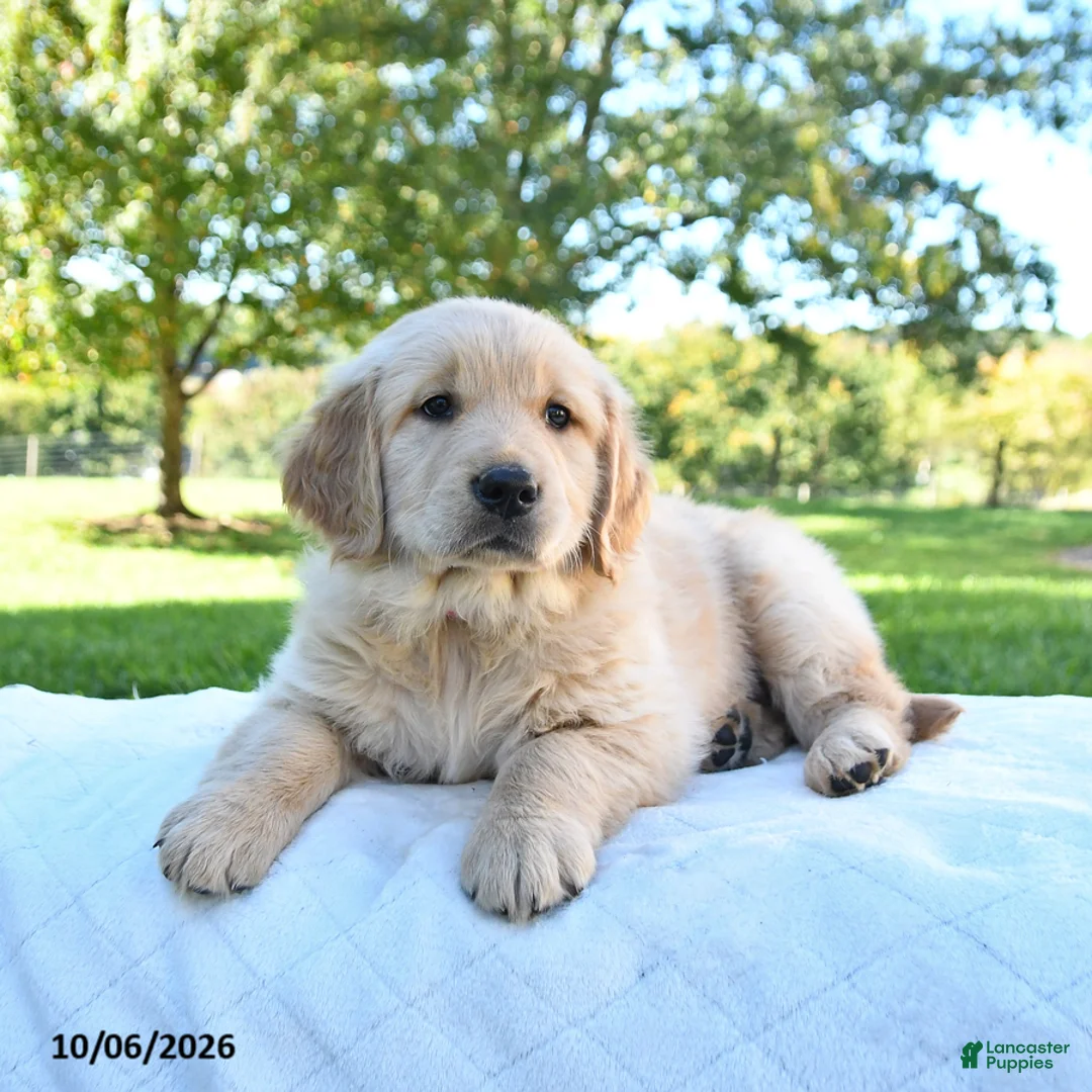 Golden Retriever dogs for sale: Roxie - Ad 2