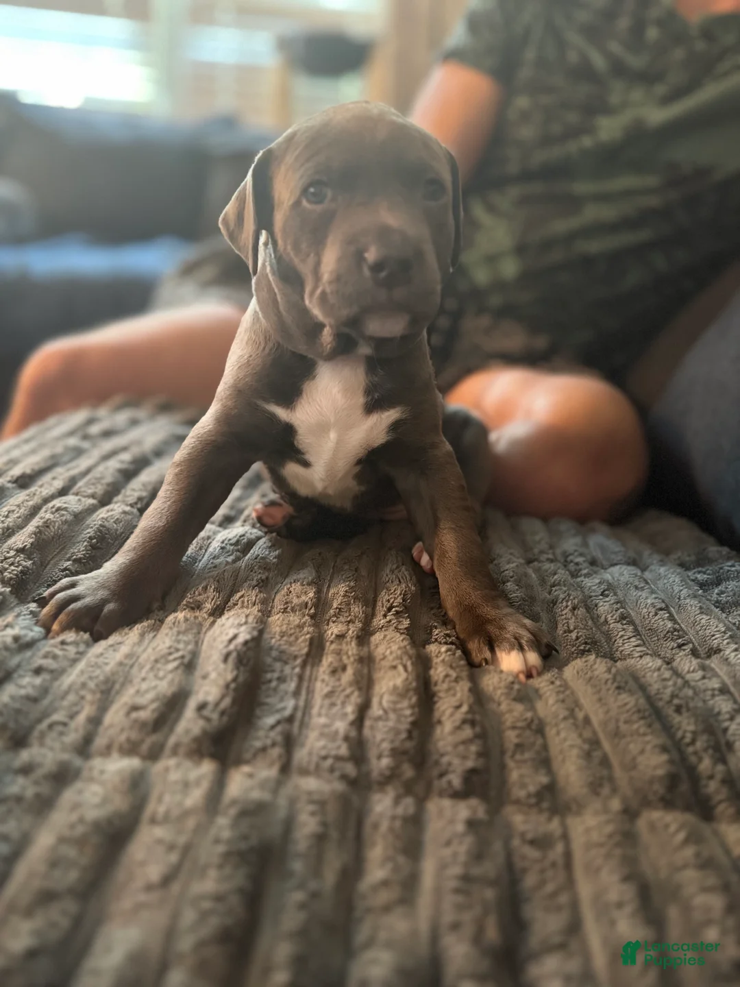 Mixed Breed dogs for sale: Blue - Ad 2