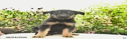 German Shepherd dogs for sale: Laser - Ad 3