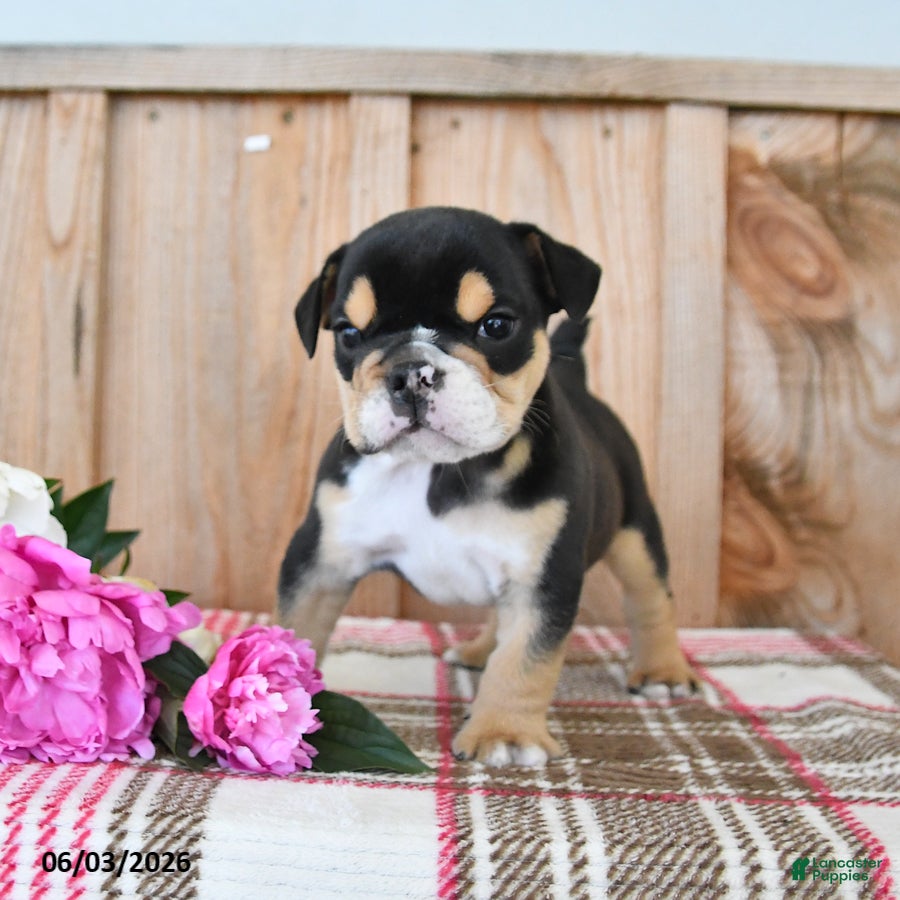 English Bulldog dogs for sale: Dozer - Ad 3
