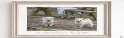 American Eskimo dogs for sale: American Eskimo Puppy 3 ~AVAILABLE NOW - Ad 2