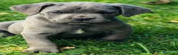 Cane Corso dogs for sale: Big Easy Blue  - Ad 7