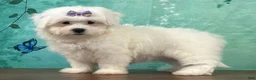 Mixed Breed dogs for sale: Sugar - Ad 2
