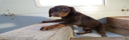 Doberman Pinscher dogs for sale: Doberman Pinscher Puppy 1 Jenny - Ad 3