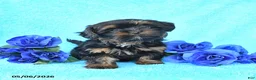 Yorkiepoo dogs for sale: Tiny - Ad 1