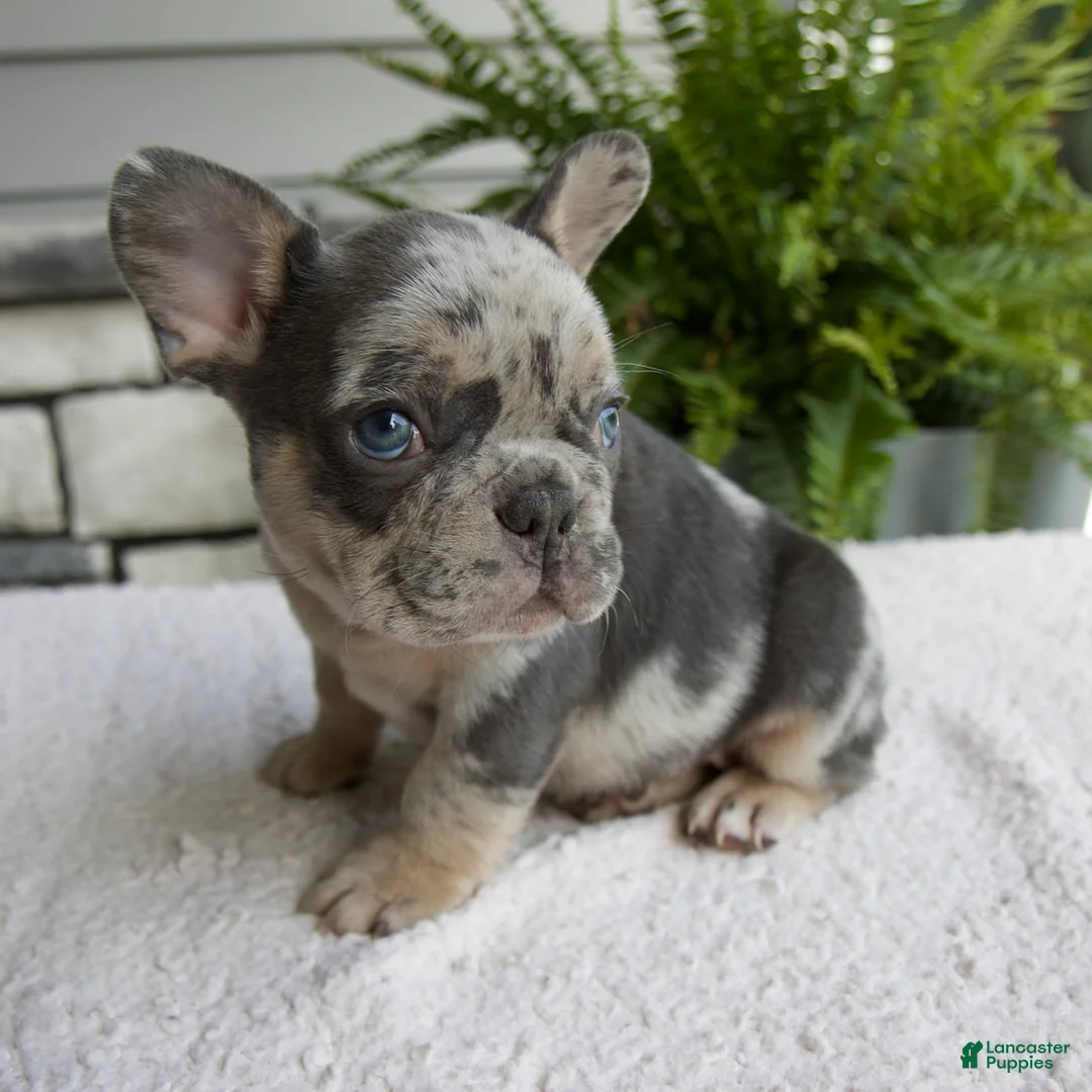 French Bulldog dogs for sale: Nolan - Ad 5