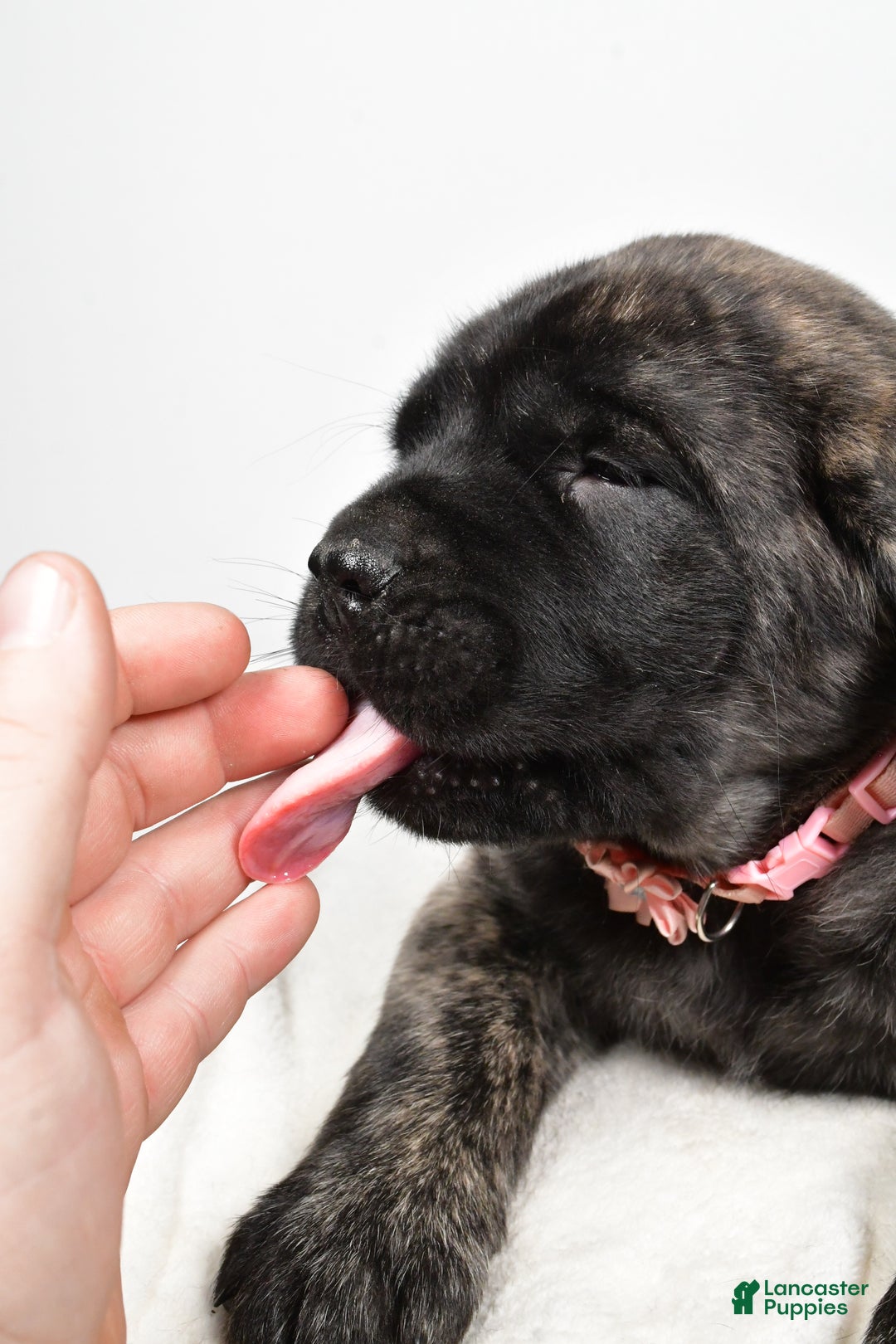 English Mastiff dogs for sale: Sheila - Ad 9