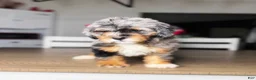 Mini Bernedoodle dogs for sale: Sunshine - Ad 4