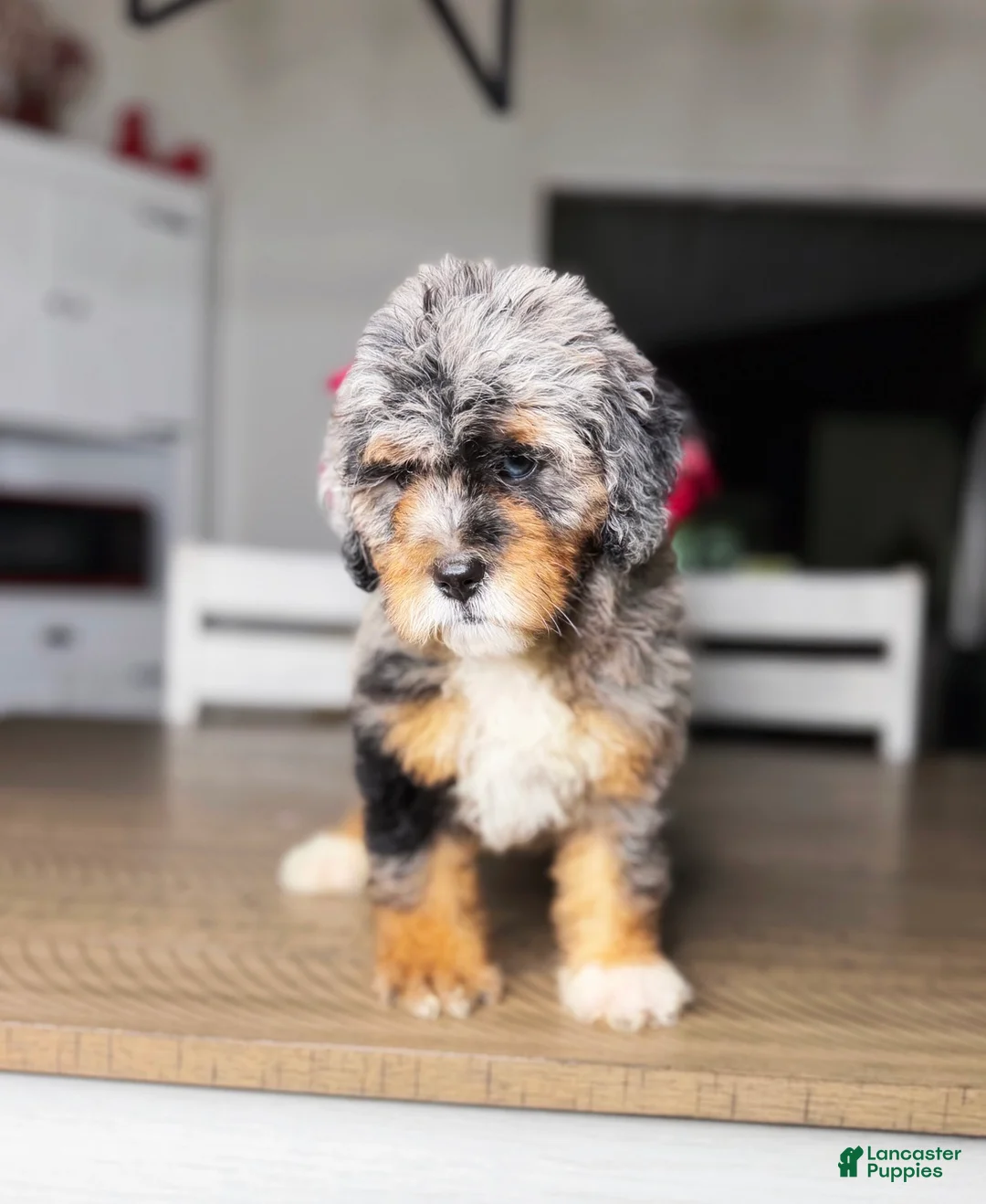 Mini Bernedoodle dogs for sale: Sunshine - Ad 4