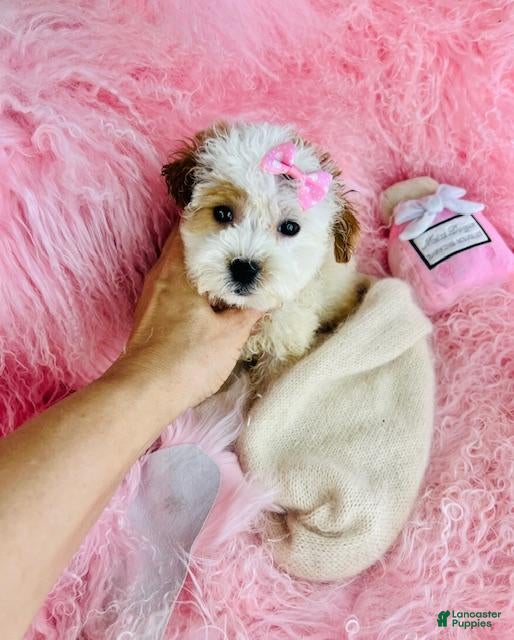 Shihpoo dogs Shihpoo Puppy 1 - Ad 3
