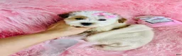Shihpoo dogs for sale: Shihpoo Puppy 1 - Ad 1