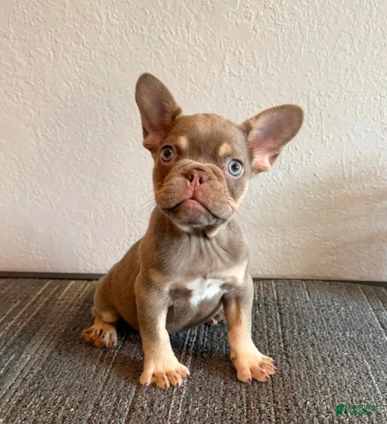 French Bulldog dogs CHUCKY- Rare Isabella Tan Fluffy Carrier - Ad 39