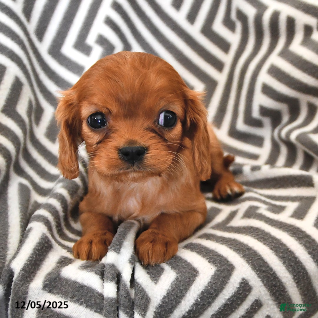 Cavalier King Charles Spaniel dogs for sale: Pansy - Ad 2