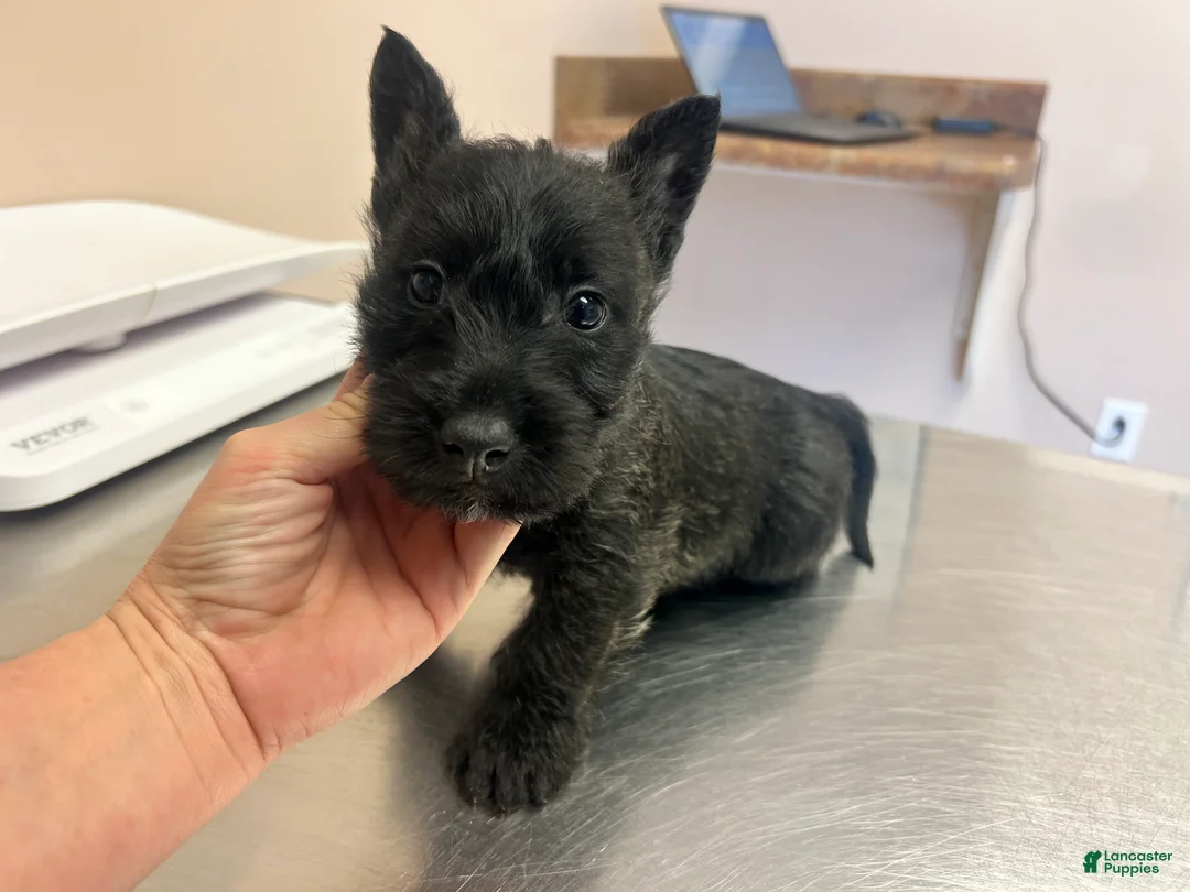 Scottish Terrier dogs for sale: Scottish Terrier 3 - Ad 1