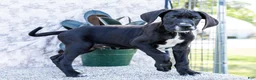 Great Dane dogs for sale: Bruce - Ad 4