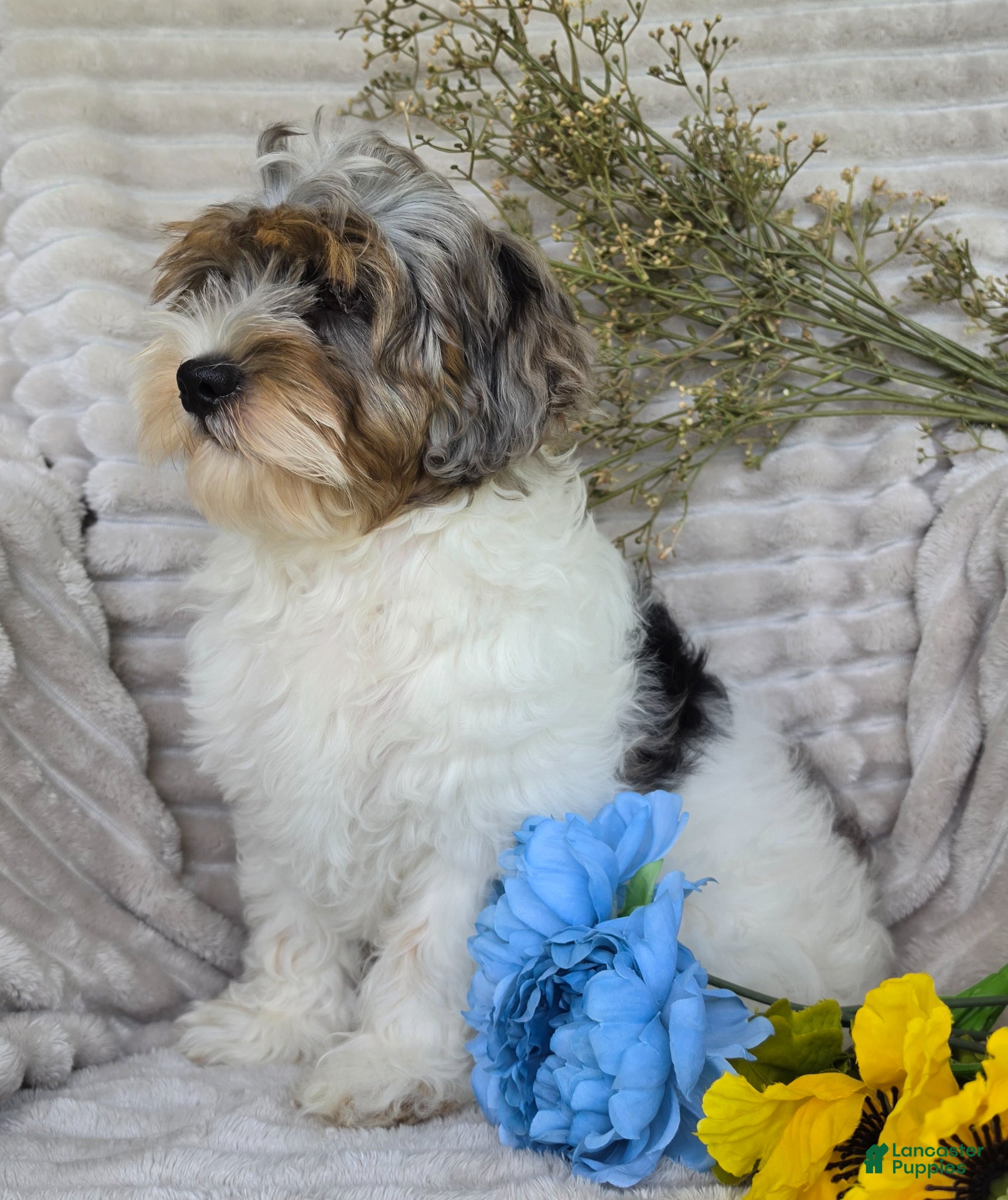 Shihpoo dogs Patches - Ad 2