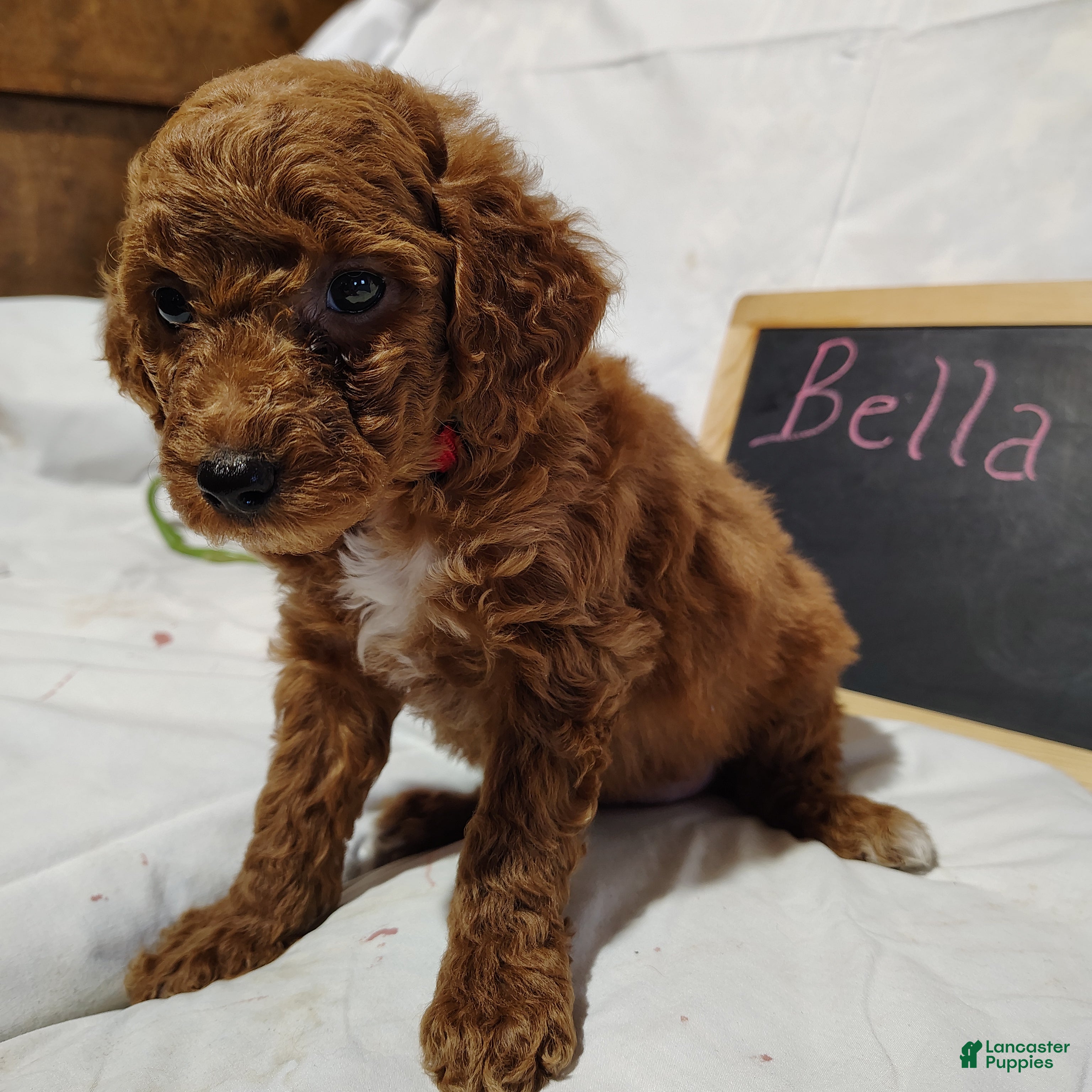 Mini Goldendoodle dogs Bella - Ad 2