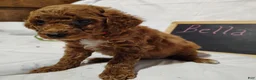 Mini Goldendoodle dogs for sale: Bella - Ad 2