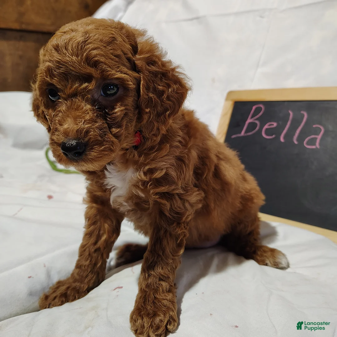 Mini Goldendoodle dogs for sale: Bella - Ad 2