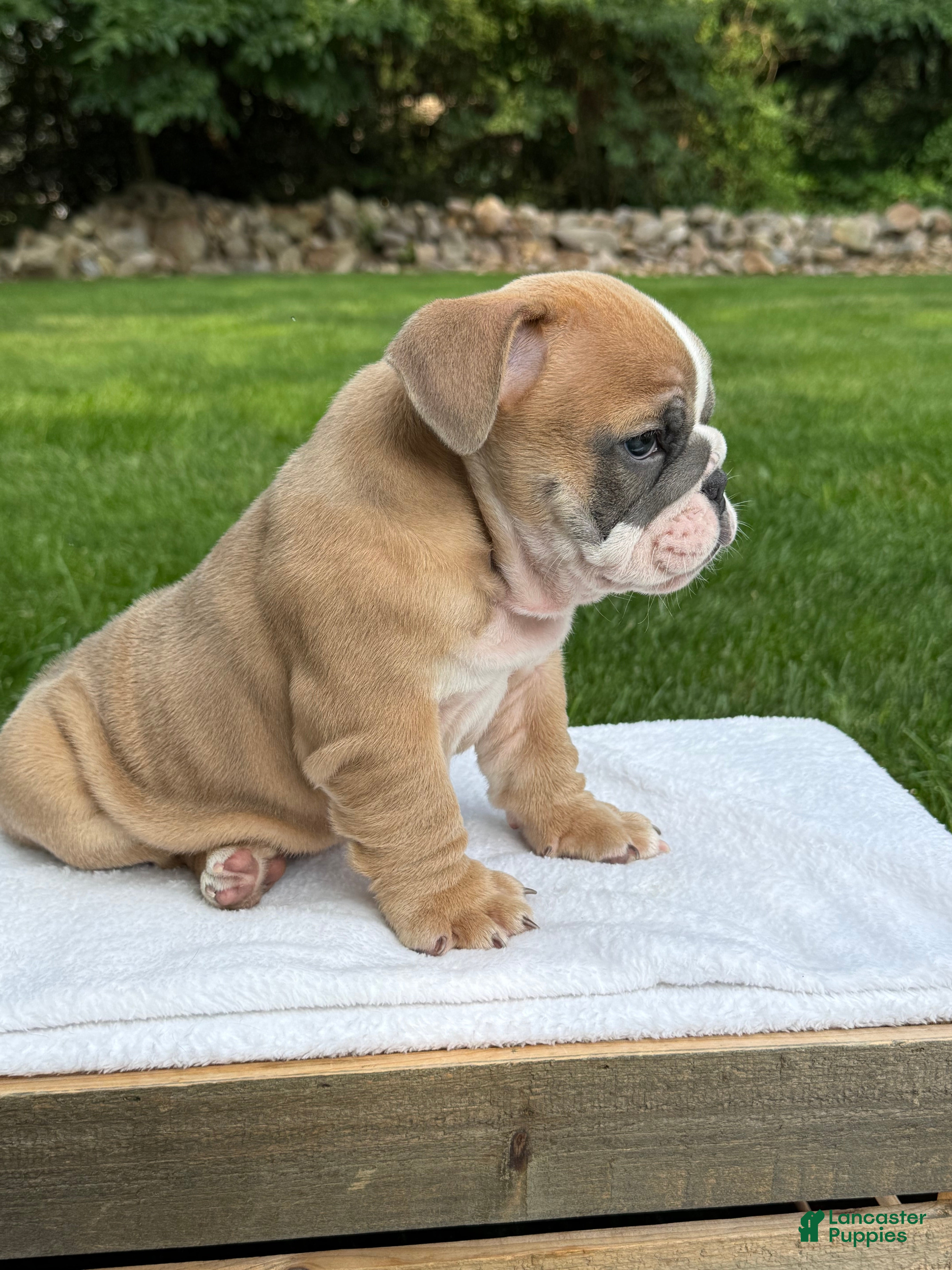English Bulldog dogs Baxter  - Ad 2