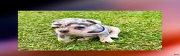 French Bulldog dogs for sale: Uxley “Purple”Collar, Male - Ad 5