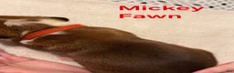 Boxer dogs for sale: Mickey - Ad 6