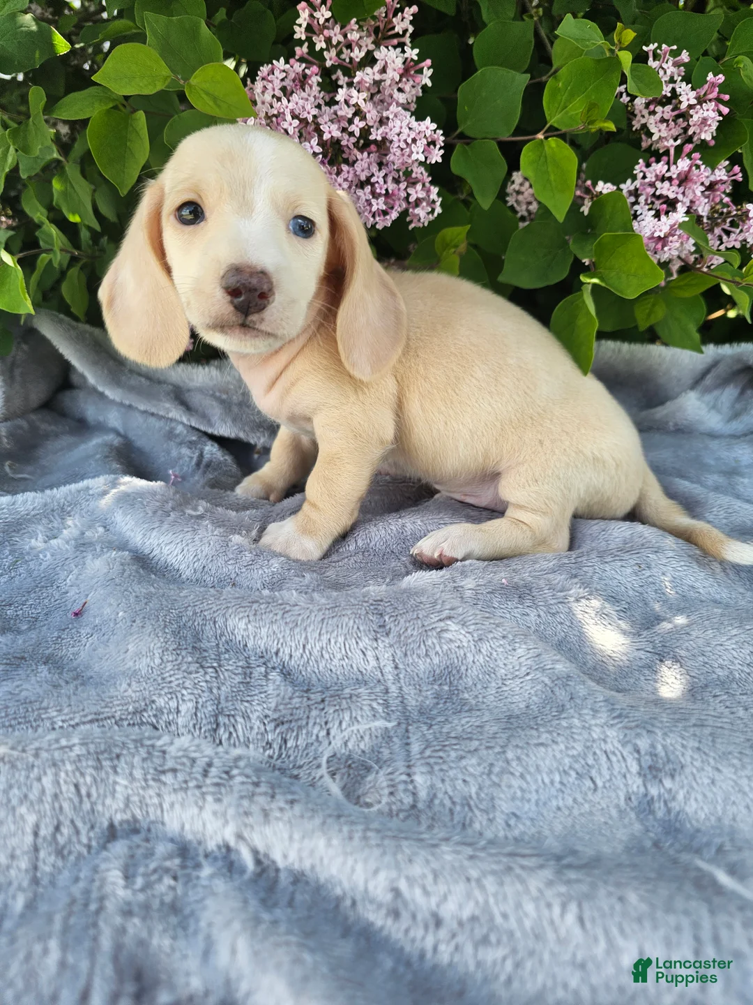 Dachshund dogs for sale: Dexter - Ad 10