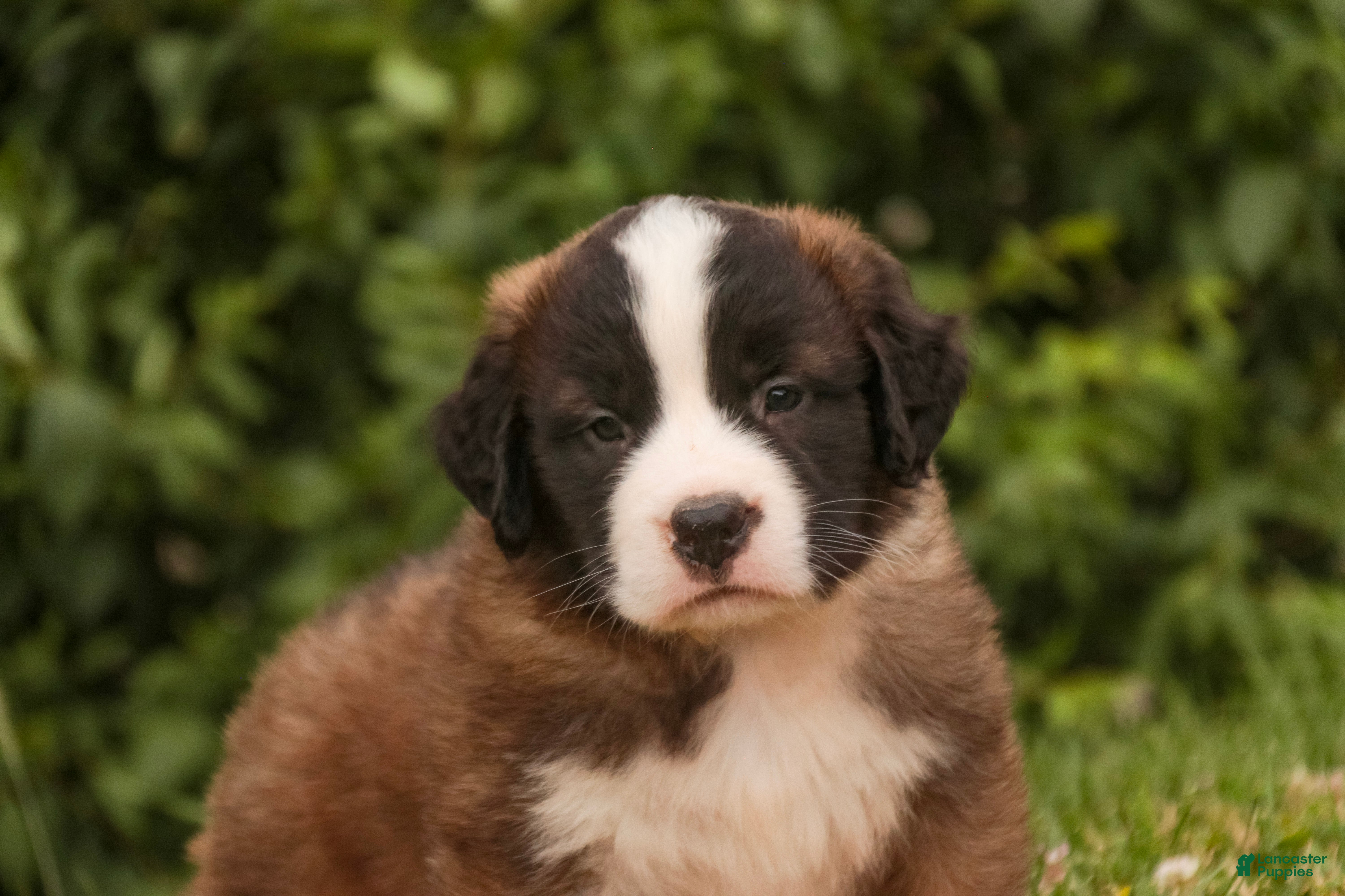 Saint Bernard dogs Wallace - Ad 1