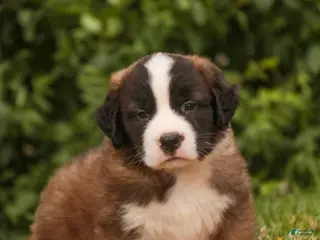 Saint Bernard dogs for sale: Wallace - Ad 3