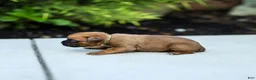 Boxer dogs for sale: Ninja Boxer  - Ad 2