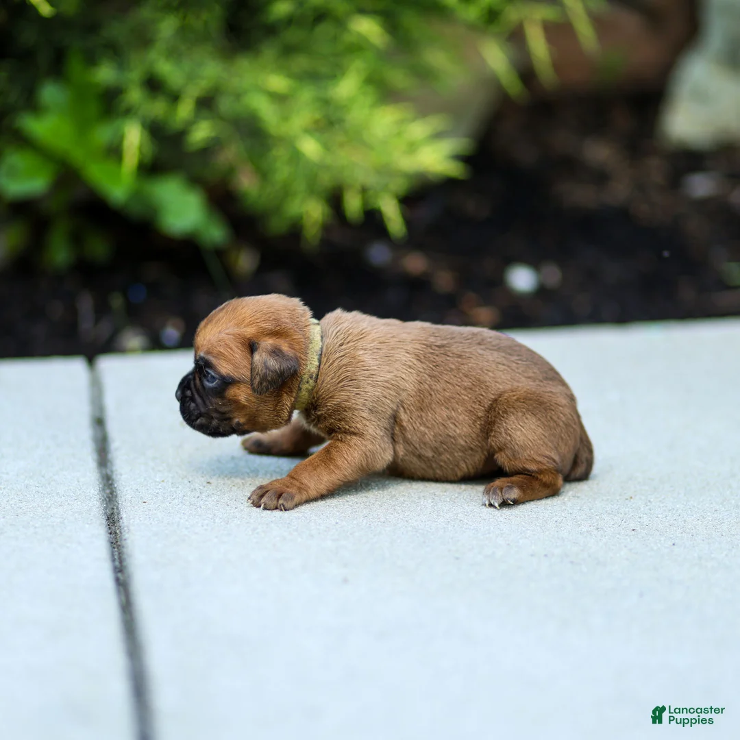 Boxer dogs for sale: Ninja Boxer  - Ad 2