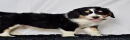 Bernedoodle dogs for sale: Mr. Hudson - Ad 5