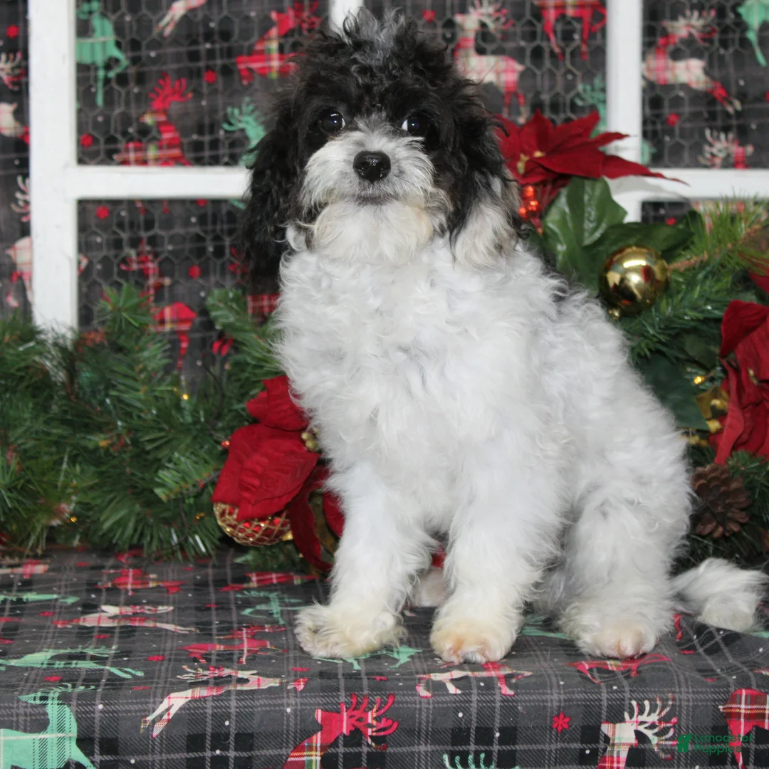 Cavapoo dogs for sale: Bijou - Ad 1