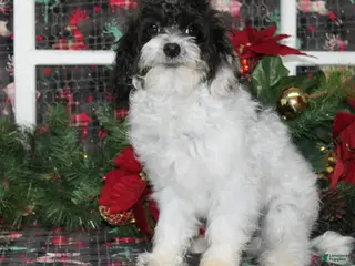 Cavapoo dogs Bijou - Ad 12