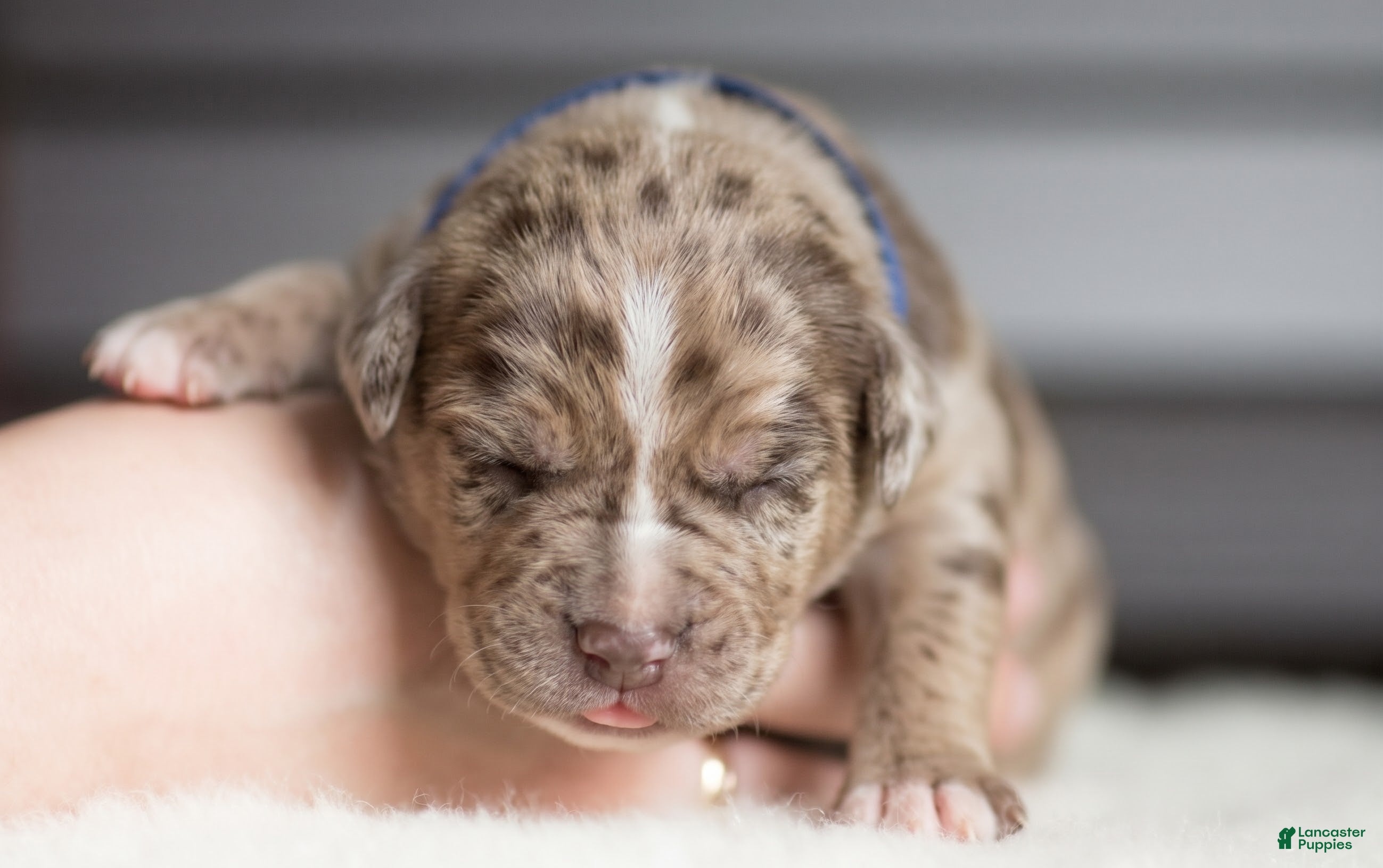 Cane Corso dogs for sale: Candy Coated Heath: North American Mastiff  - Ad 1