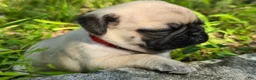 Pug dogs for sale: Moe - Ad 17
