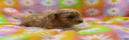 Toy Poodle dogs for sale: Vicking - Ad 3