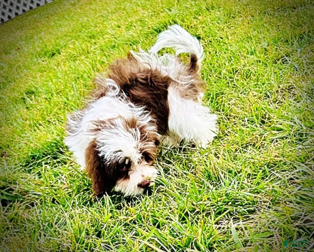 Havapoo dogs for sale: Simon - Ad 23