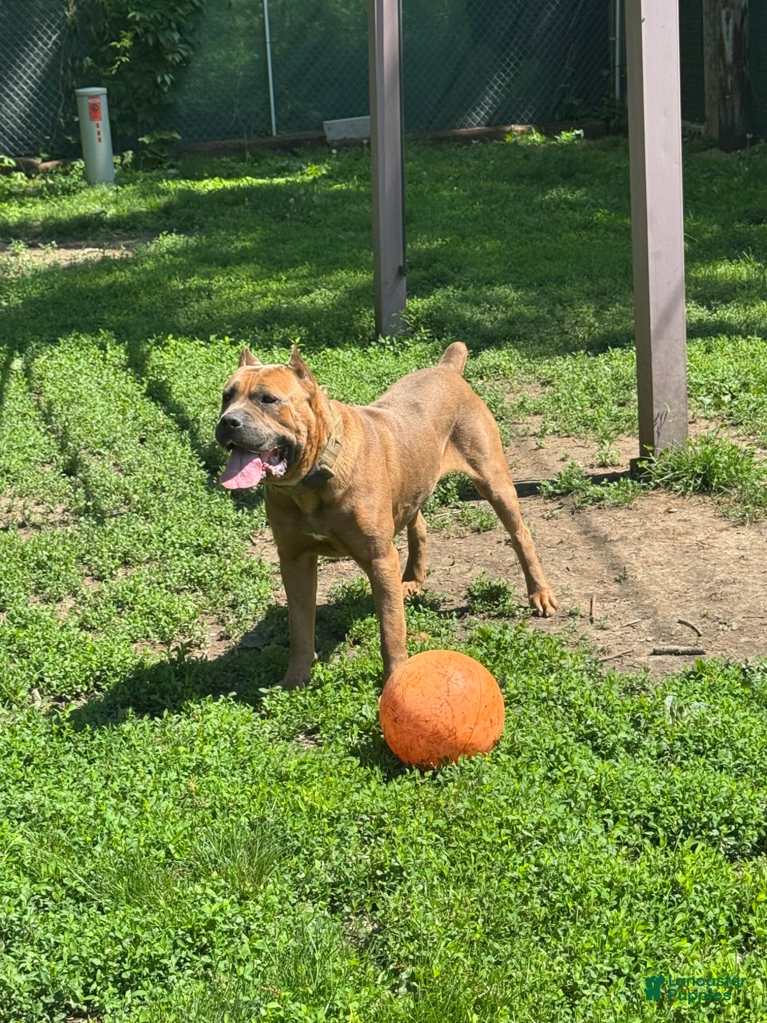 Cane Corso dogs CEASAR - Ad 2