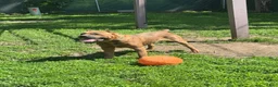 Cane Corso dogs for stud: CEASAR - Ad 2