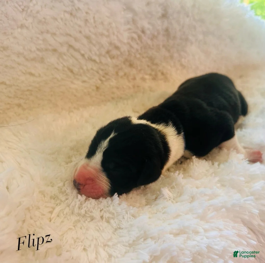 Great Dane dogs for sale: Flipz - Ad 1