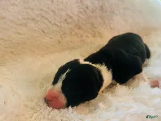 Great Dane dogs Flipz - Ad 2