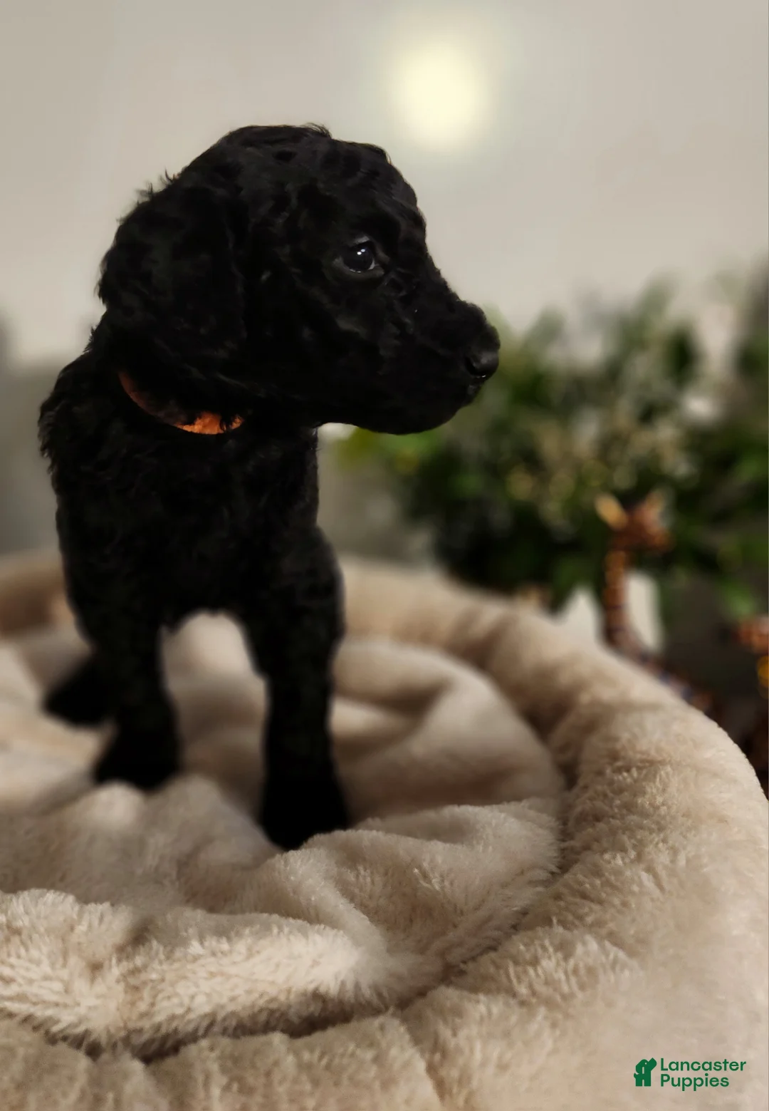 Standard Poodle dogs for sale: Aza - Ad 2