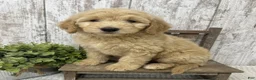 Goldendoodle dogs for sale: Goldendoodle 1 - Ad 3