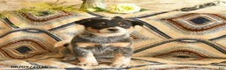 Australian Cattle Dog dogs for sale: Legend  - Ad 3