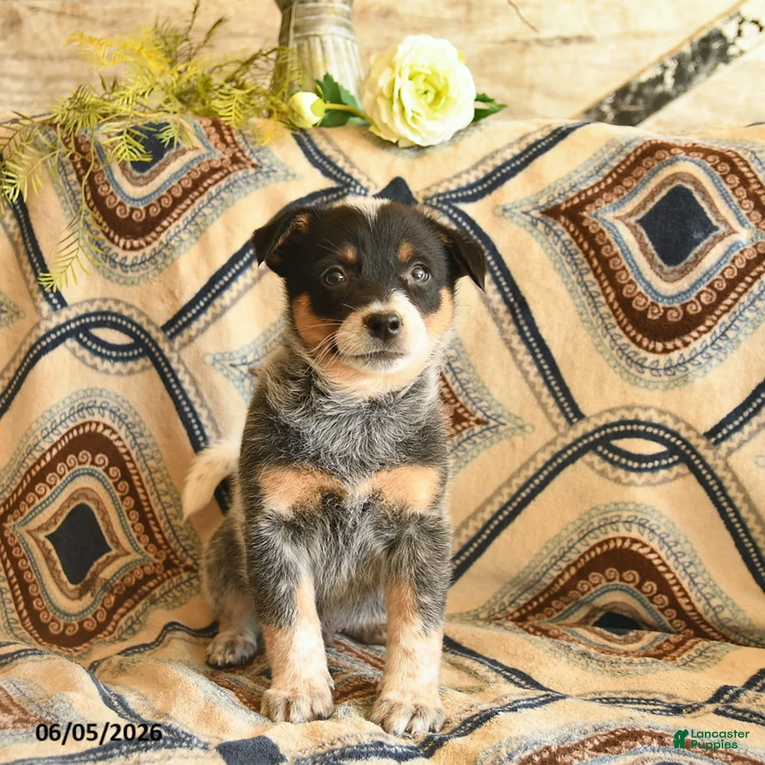 Australian Cattle Dog dogs for sale: Legend  - Ad 3