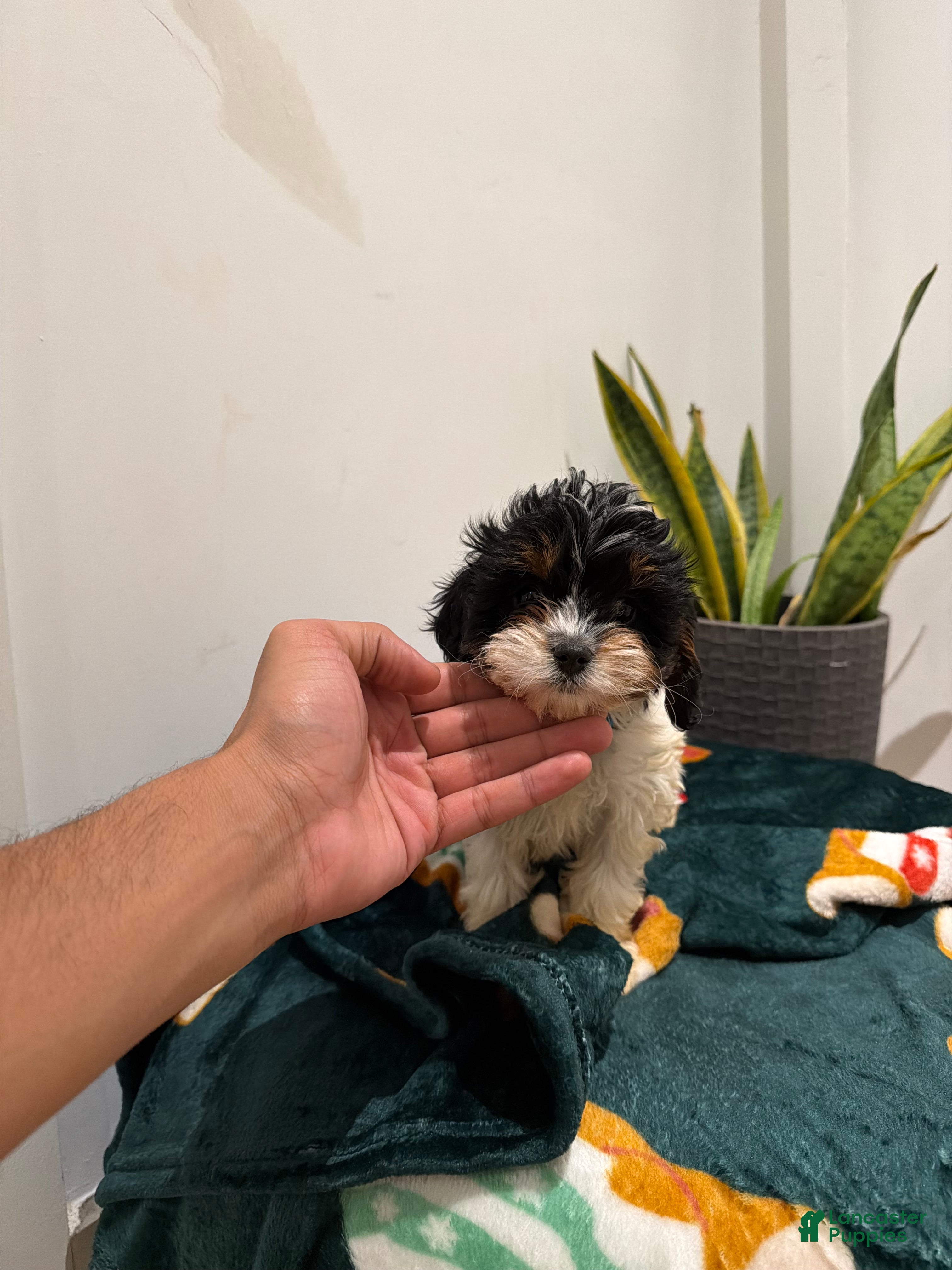 Cavapoo dogs Milo - Ad 12