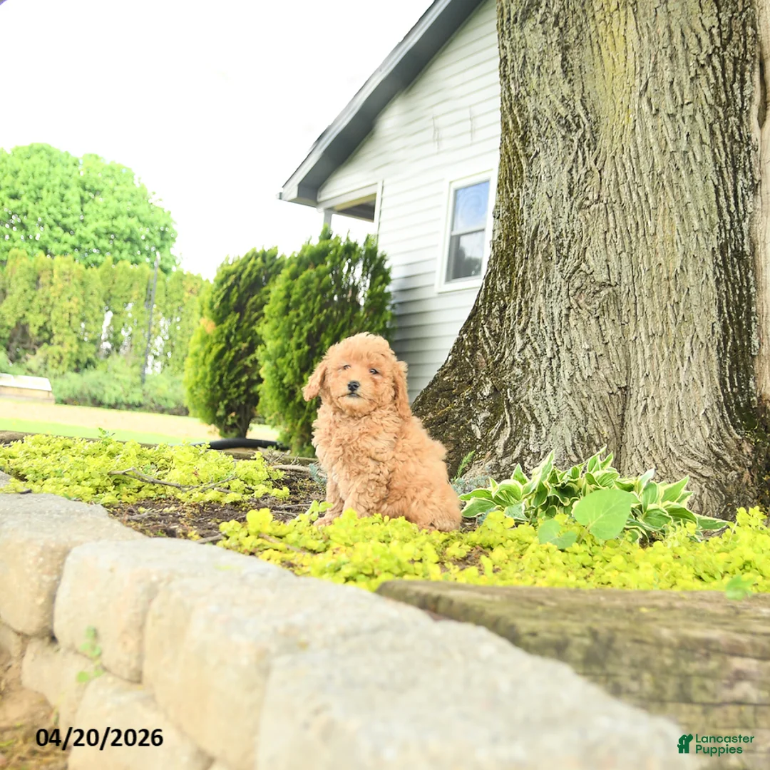 Goldendoodle dogs for sale: Romeo - Ad 1