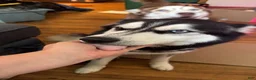 Siberian Husky dogs for sale: Siberian Husky 1 - Ad 2